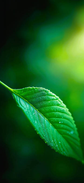 Green leaves blurred background 4k phone wallpaper