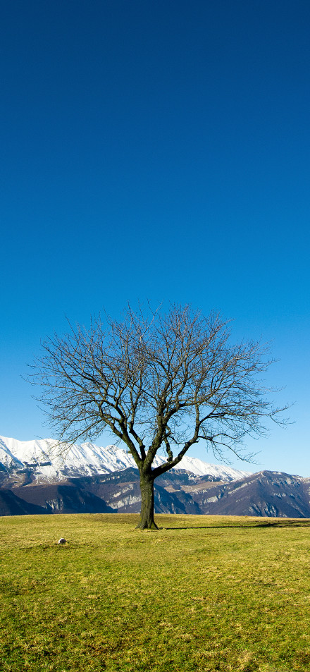 A tree on the quiet prairie and distant snow-capped mountains phone wallpaper