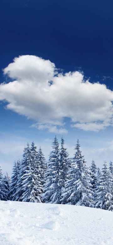 Stunning Winter Woods: Snowy Trees and Fluffy Clouds
