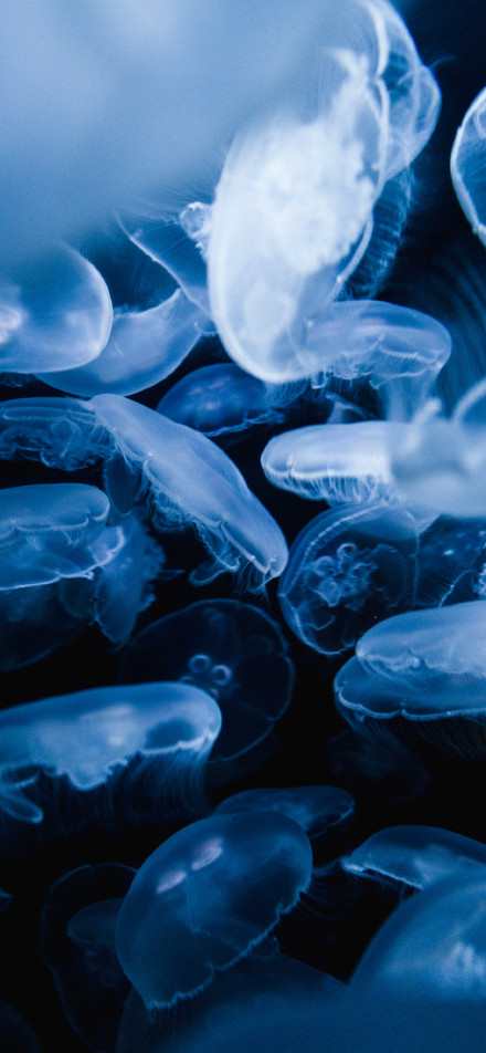 Blue jellyfish swarm phone wallpaper