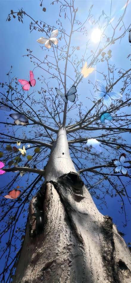 Looking up at tree and butterflies phone wallpaper