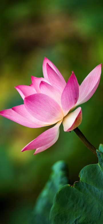 Blooming pink lotus close-up phone wallpaper