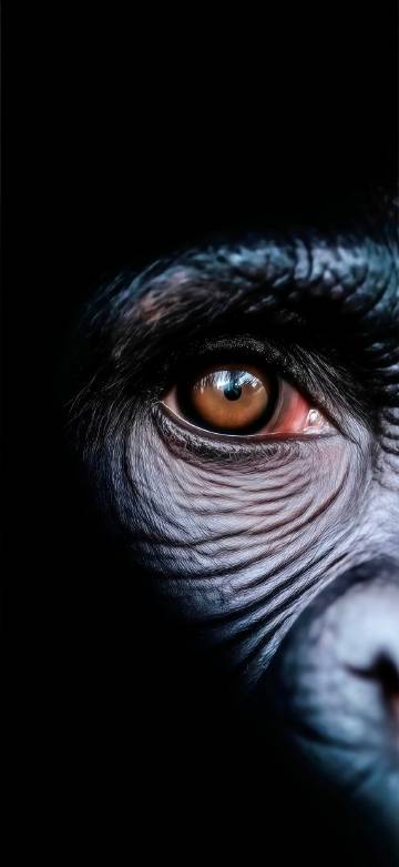 Close-up of a gorilla's eye phone wallpaper