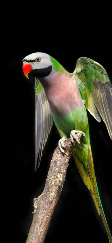 Beautiful and lively large parrot perched on a branch phone wallpaper