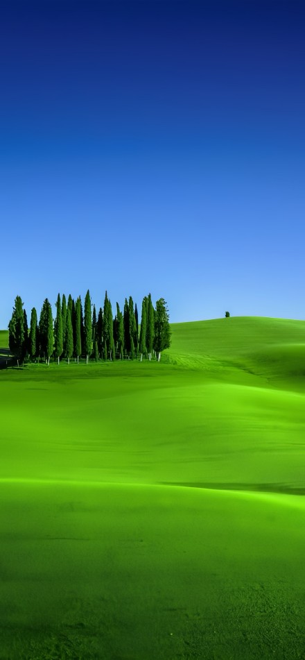 Tall Cypress Trees on Rolling Hills
