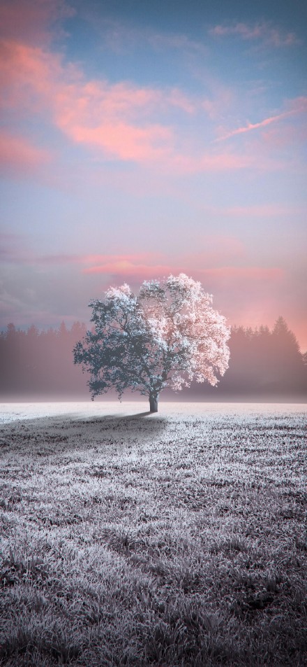 A tree standing in the vast field phone wallpaper