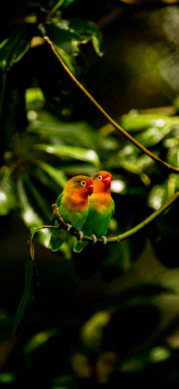 Two colorful parrots snuggling on a branch phone wallpaper