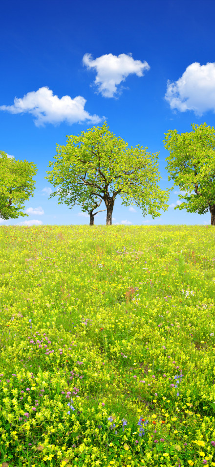 Bright Green Field With Trees 4K Phone Wallpaper