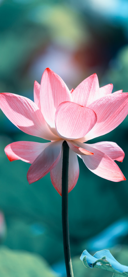 Pink Lotus Flower Aesthetic 4K UHD Wallpaper