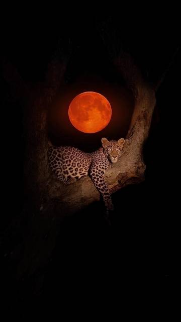 Leopard Under Blood Moon 4K Phone Wallpaper