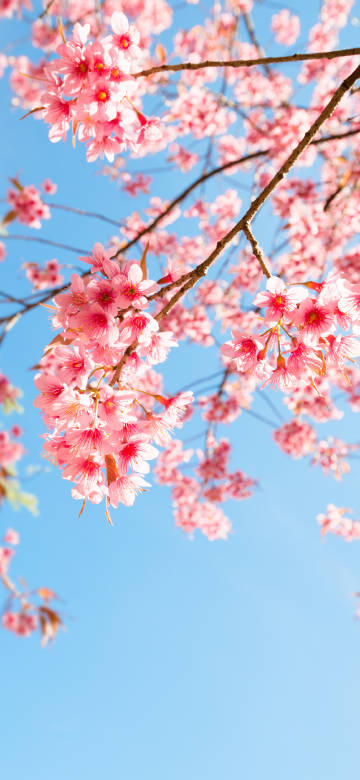 Bright Pink Cherry Blossoms Against a Blue Sky Wallpaper 4K