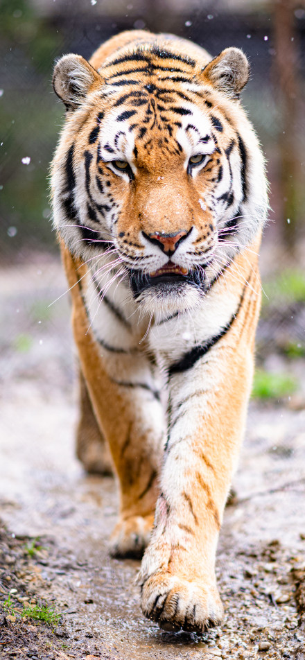 Majestic tiger on the move phone wallpaper