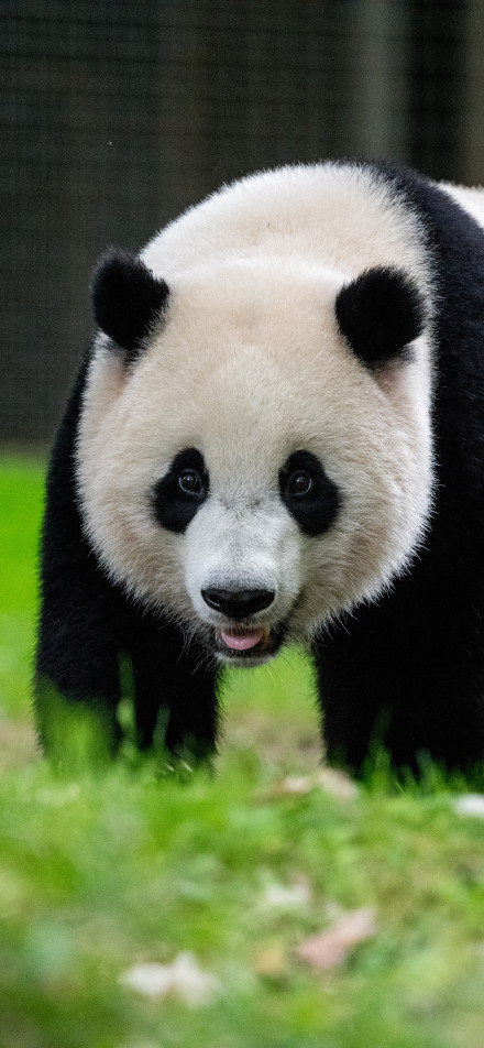 Adorable Panda on Green Grass 4K Phone Wallpaper