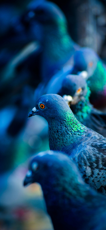 Blue pigeons with orange eyes phone wallpaper