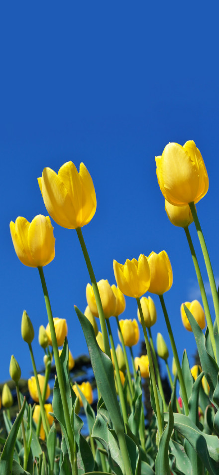 Bright Yellow Tulips Blooming in Spring 4K Phone Wallpaper