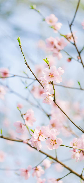 Delicate Pink Petals and Green Sprouts 4K Wallpaper