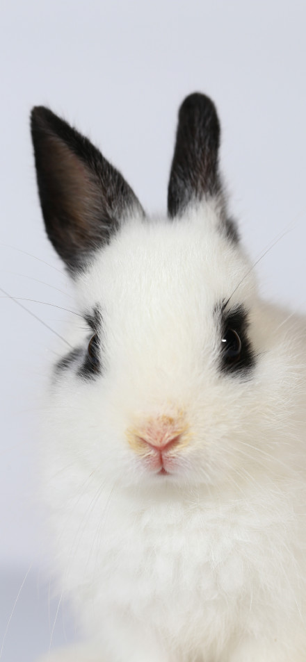 Cute white rabbit with black ears 5K phone wallpaper