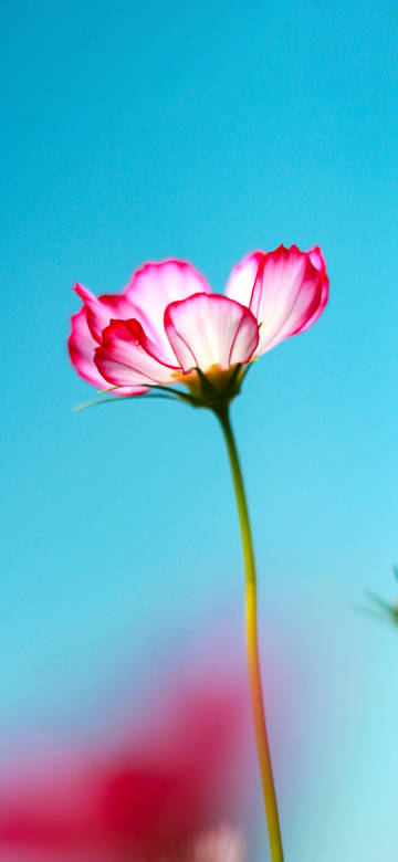 Charming pink flowers on a minimalist blue background