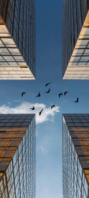 Birds soar above four glass-walled skyscrapers