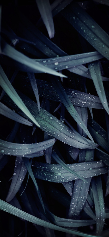 Dark leaves covered with water droplets phone wallpaper