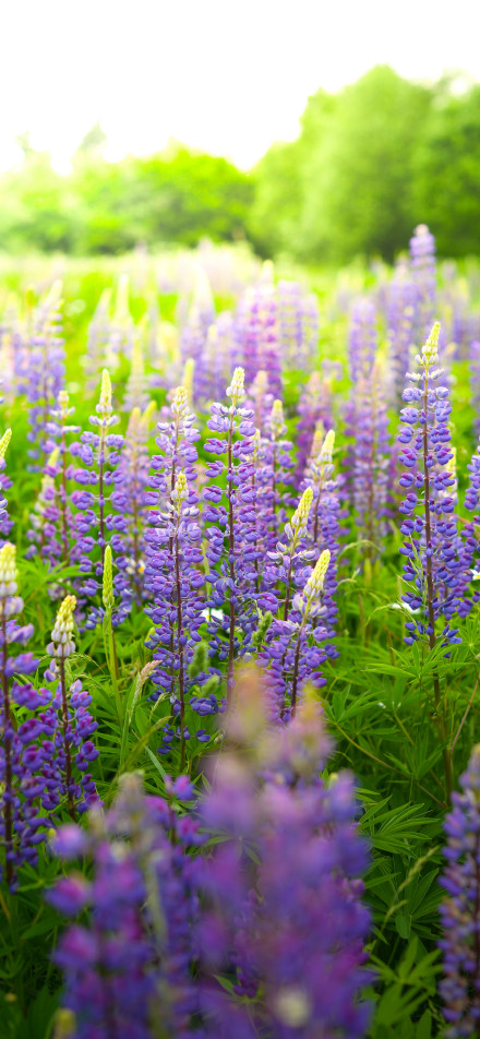A field of purple Rubus flowers phone wallpaper