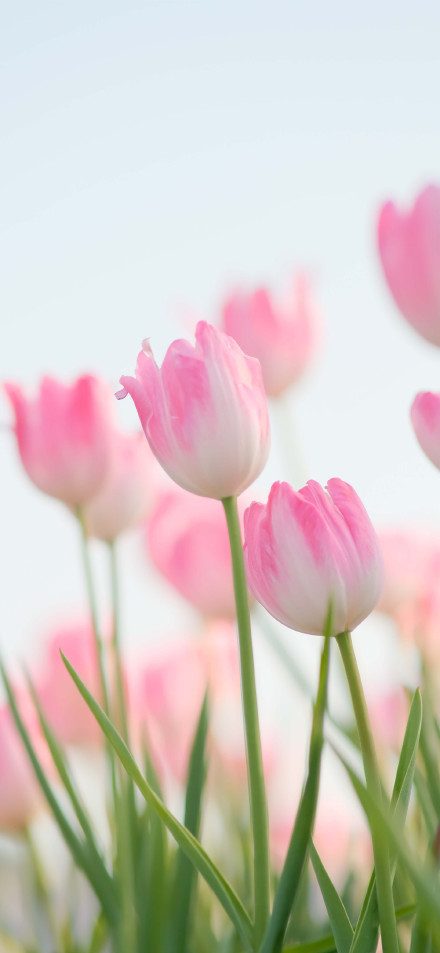 Beautiful Tulip Flowers Phone Wallpaper 4K