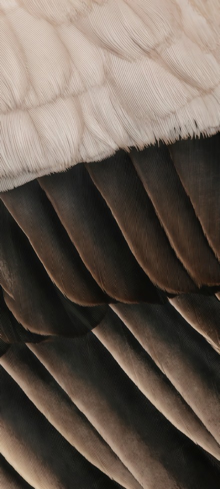 Close-up of black and white bird feathers phone wallpaper