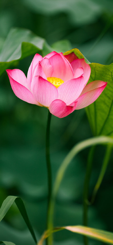 Fresh Lotus Blossom In Morning Light 4K Wallpaper