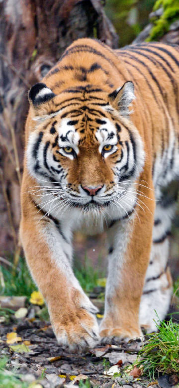 Tiger staring ahead in the forest mobile wallpaper