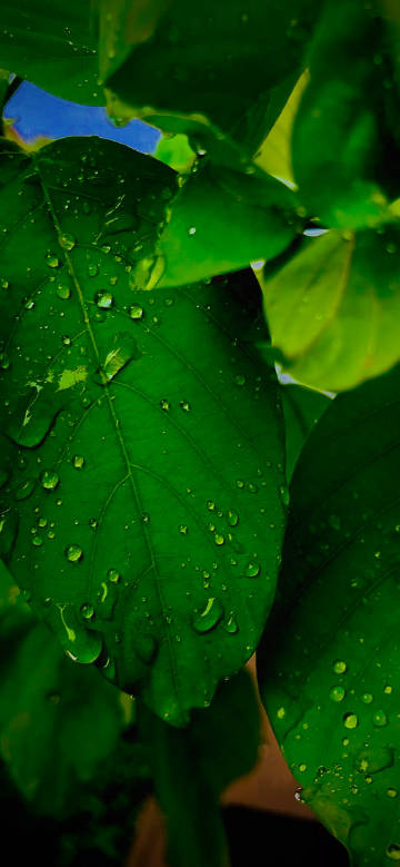 Crystal water drops on green leaves phone wallpaper