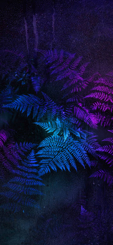 Neon-colored ferns in the dark 7K Wallpaper