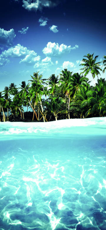 Clear waters surrounded by palm trees phone wallpaper