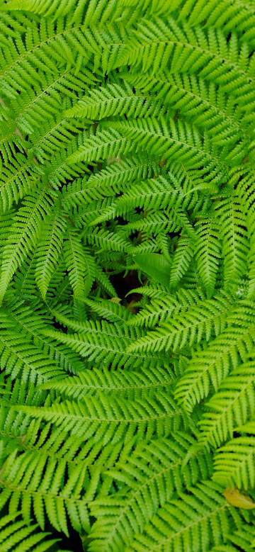 Vibrant green fern leaves  phone wallpaper