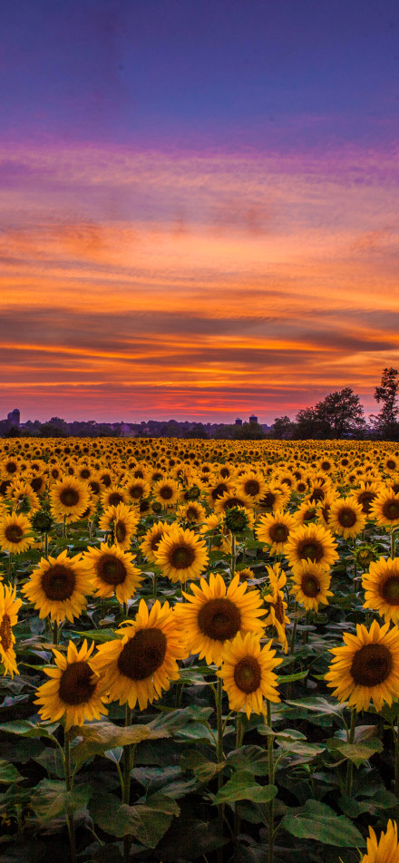 A vibrant field of sunflowers at sunset phone wallpaper