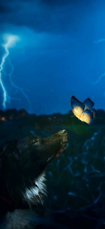 Meeting of butterfly and dog in the dark night