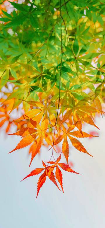 Beautiful Green And Orange Maple Leaves 4K Phone Wallpaper