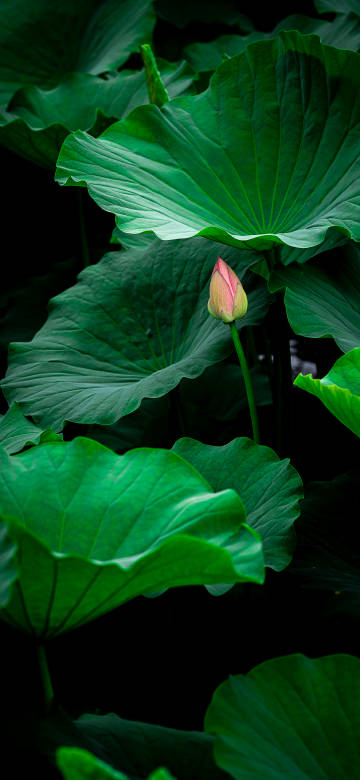 Dark Moody Pink Lotus Bud Close-up 4K Wallpaper