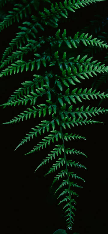 Dark Green Fern Leaf Wallpaper