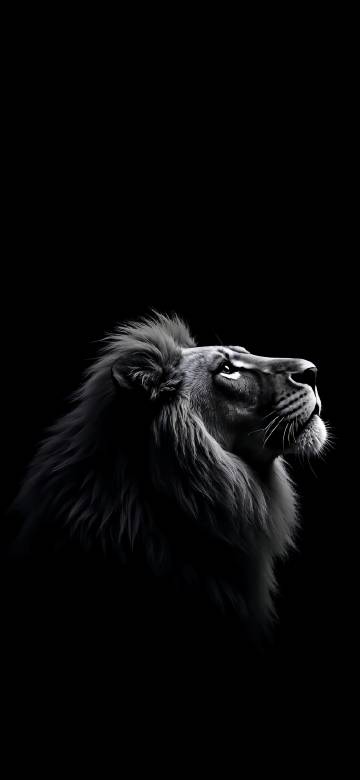 Majestic Lion Looking Up In The Dark 4K Wallpaper