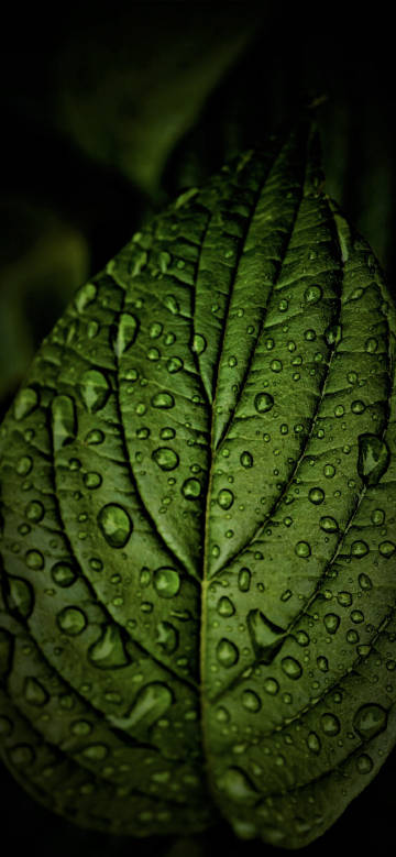 Sparkling water drops on green Leaf phone wallpaper