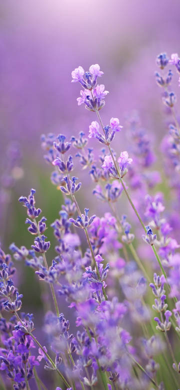 Dreamy lavender fields: soft purple flowers