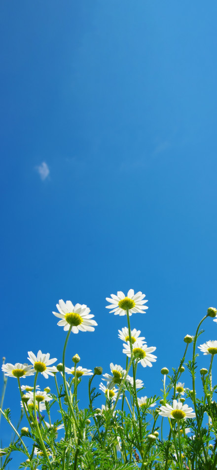 Daisies blooming under the pure blue sky phone wallpaper