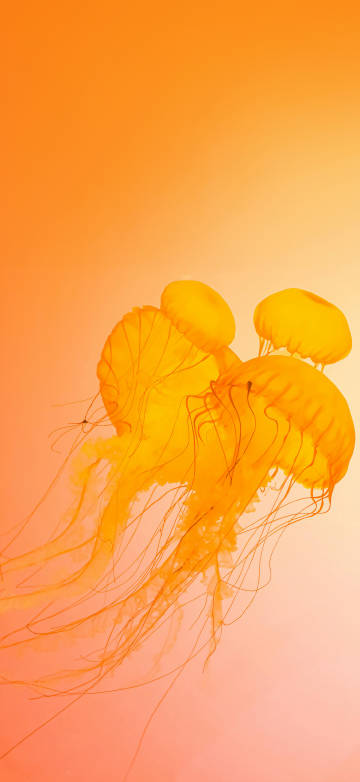 Jelly Fish in Close-Up Photography