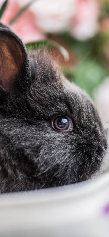 Cute dark gray little rabbit phone wallpaper