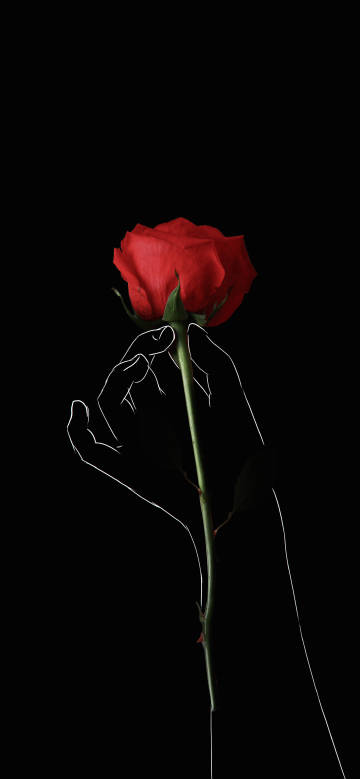 A hand outlined in white holding a delicate red rose
