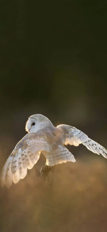 Barn owl spreading wings phone wallpaper