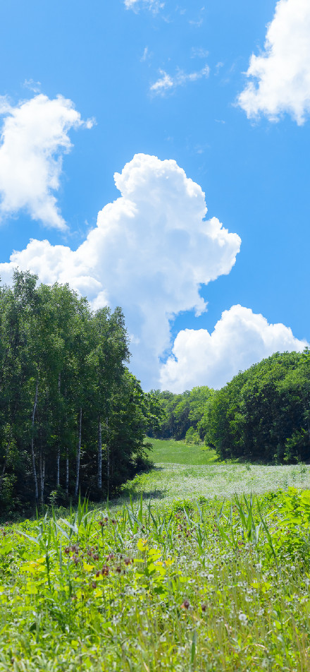 Natural scenery amid blue sky and green fields phone wallpaper