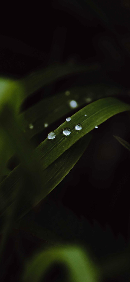 Close-up of dew on green leaf phone wallpaper