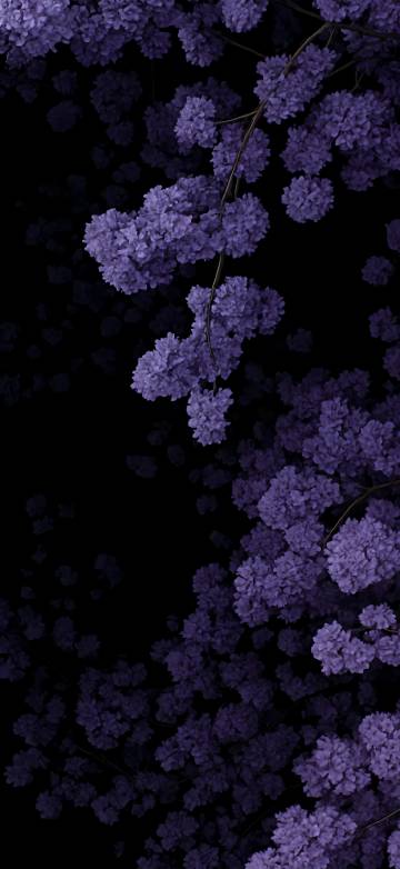 Purple floral clusters with depth effect on a black background 4K Wallpaper