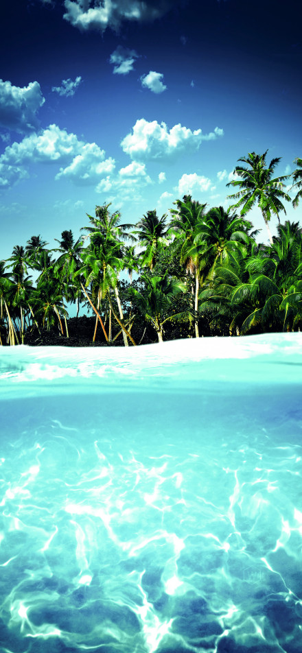 Clear waters surrounded by palm trees phone wallpaper